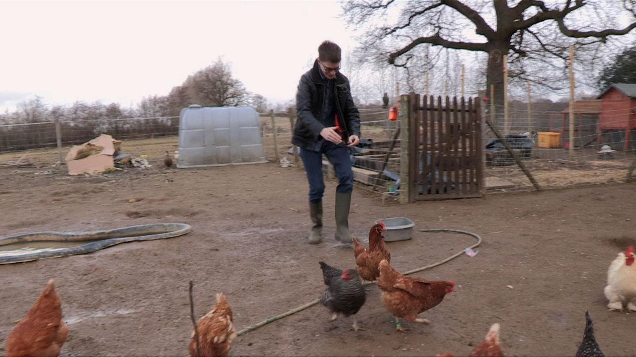 Lewis chasing a chicken.